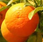 Narancs diétával a kilók ellen