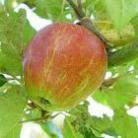 Az almahéj segít megakadályozni az elhízást