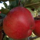 Rengeteg ásványi anyag és vitamin található az almában