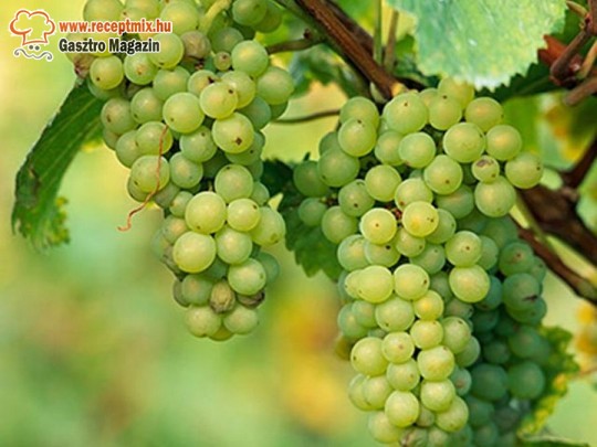 Immunrendszerünk erősítésére az egyik leghatékonyabb gyümölcs a szőlő