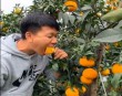 Narancs szüret